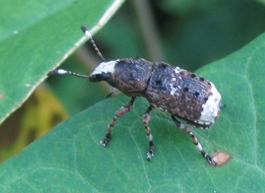 Platystomos albinus, Anthribidae